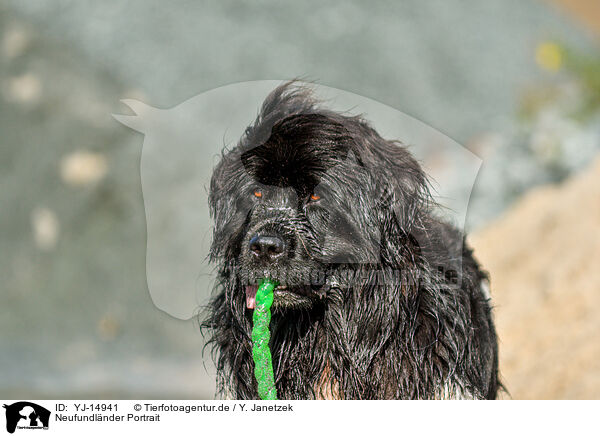 Neufundlnder Portrait / Newfoundland Dog Portrait / YJ-14941