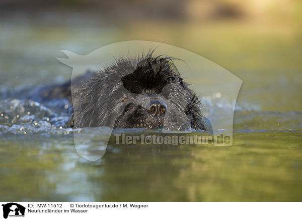 Neufundlnder im Wasser / Newfoundland in the water / MW-11512