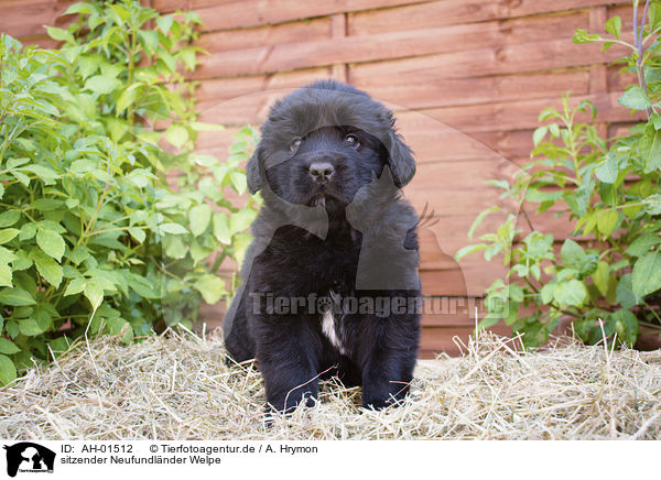sitzender Neufundlnder Welpe / sitting Newfoundland Puppy / AH-01512