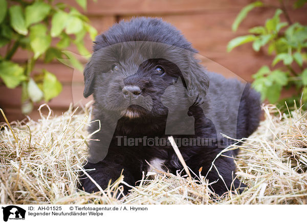 liegender Neufundlnder Welpe / lying Newfoundland Puppy / AH-01525