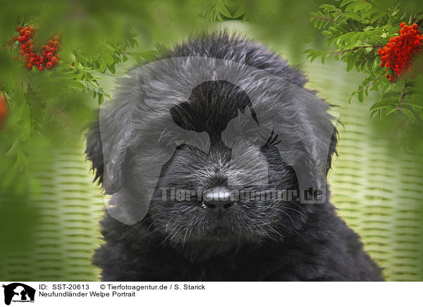 Neufundlnder Welpe Portrait / Newfoundland Puppy portrait / SST-20613