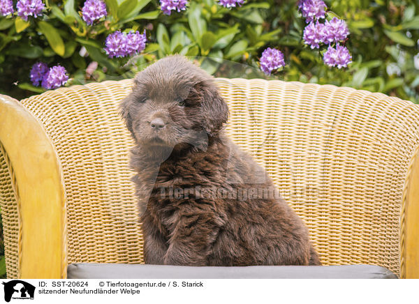 sitzender Neufundlnder Welpe / sitting Newfoundland Puppy / SST-20624