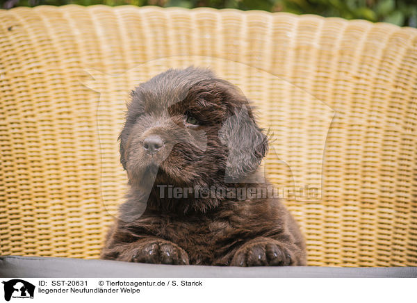 liegender Neufundlnder Welpe / lying Newfoundland Puppy / SST-20631