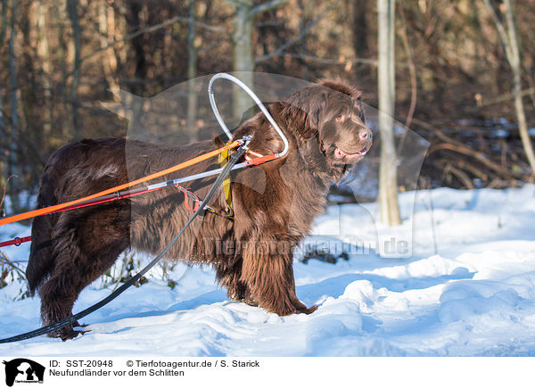 Neufundlnder vor dem Schlitten / Newfoundland Dog with sled / SST-20948