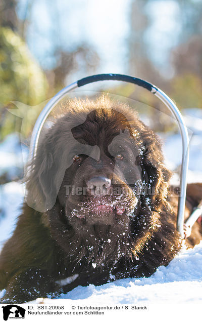 Neufundlnder vor dem Schlitten / Newfoundland Dog with sled / SST-20958