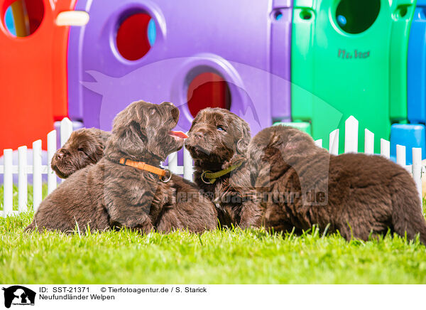 Neufundlnder Welpen / Newfoundland Dog Puppies / SST-21371