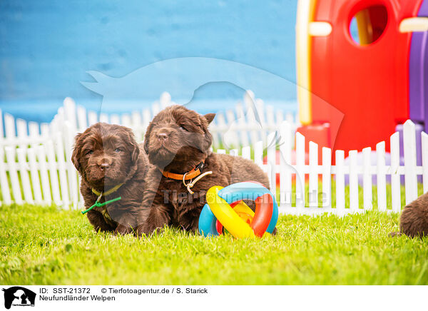 Neufundlnder Welpen / Newfoundland Dog Puppies / SST-21372
