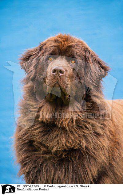 Neufundlnder Portrait / Newfoundland Dog Portrait / SST-21385