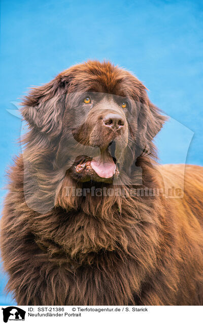 Neufundlnder Portrait / Newfoundland Dog Portrait / SST-21386