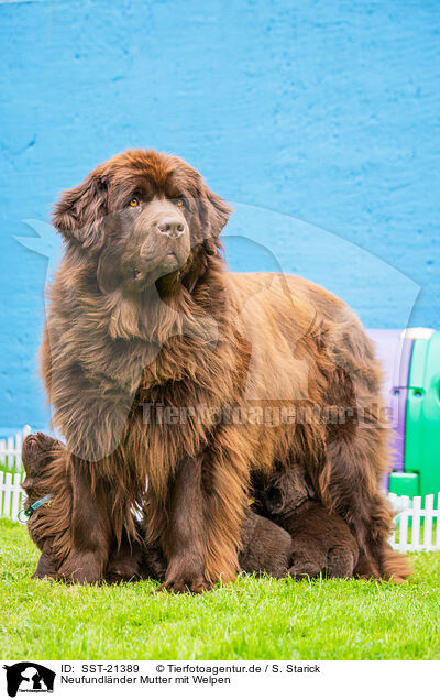 Neufundlnder Mutter mit Welpen / Newfoundland Dog mother with puppies / SST-21389