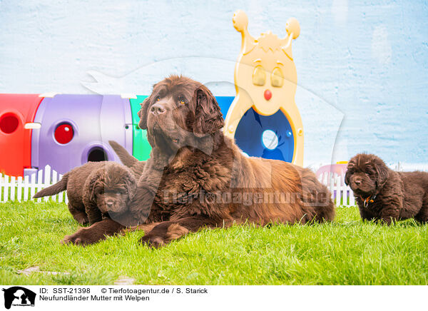 Neufundlnder Mutter mit Welpen / Newfoundland Dog mother with puppies / SST-21398