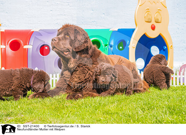 Neufundlnder Mutter mit Welpen / Newfoundland Dog mother with puppies / SST-21400