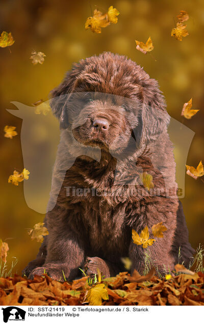 Neufundlnder Welpe / SST-21419