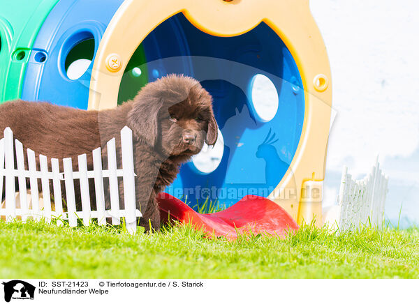 Neufundl�nder Welpe / Newfoundland Dog Puppy / SST-21423