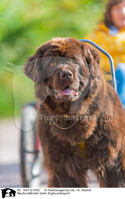 Neufundlnder beim Zughundesport / Newfoundland Dog at pull sport / SST-21452