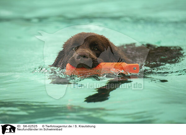 Neufundlnder im Schwimmbad / Newfoundland Dog at swimming bath / SK-02525