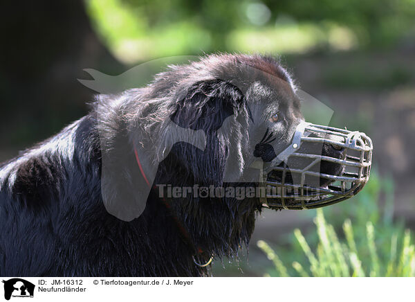 Neufundlnder / Newfoundland Dog / JM-16312