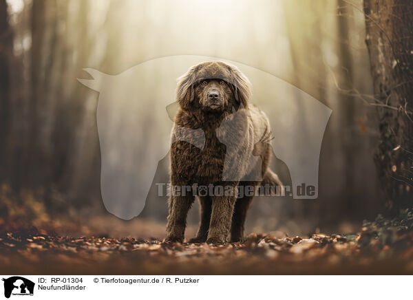 Neufundl�nder / Newfoundlander / RP-01304
