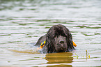 Neufundlnder wird ausgebildet zum Wasserrettungshund