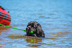 Neufundlnder wird ausgebildet zum Wasserrettungshund