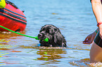 Neufundlnder wird ausgebildet zum Wasserrettungshund