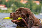 Neufundlnder wird ausgebildet zum Wasserrettungshund