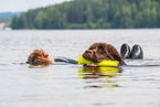 Neufundlnder wird ausgebildet zum Wasserrettungshund