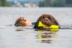 Neufundlnder wird ausgebildet zum Wasserrettungshund