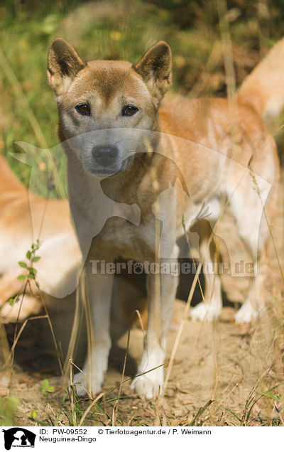 Neuguinea-Dingo / PW-09552