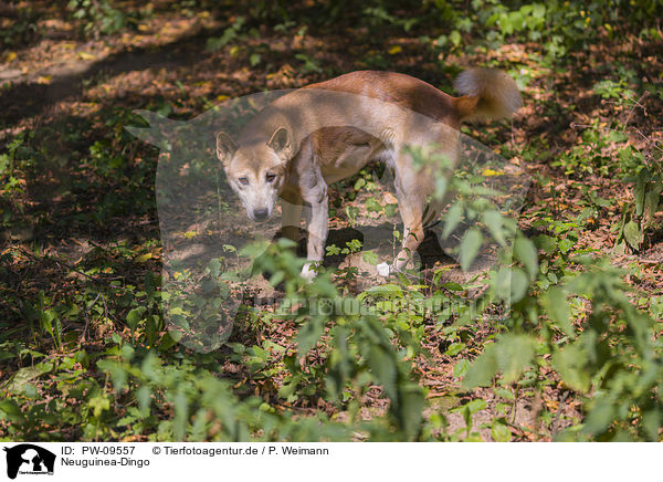 Neuguinea-Dingo / New Guinea Singing dog / PW-09557