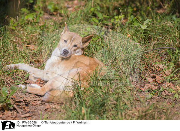 Neuguinea-Dingo / PW-09558