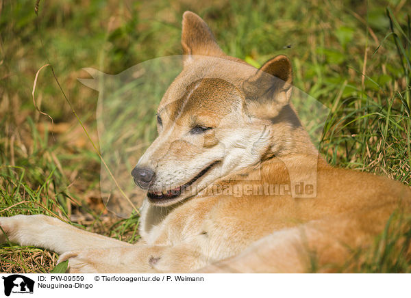 Neuguinea-Dingo / PW-09559