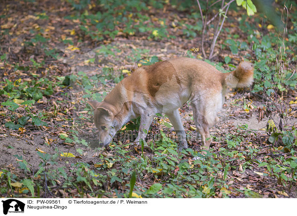 Neuguinea-Dingo / New Guinea Singing dog / PW-09561