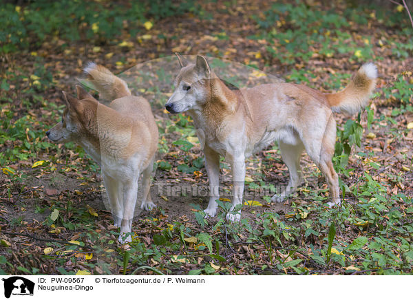 Neuguinea-Dingo / New Guinea Singing dog / PW-09567