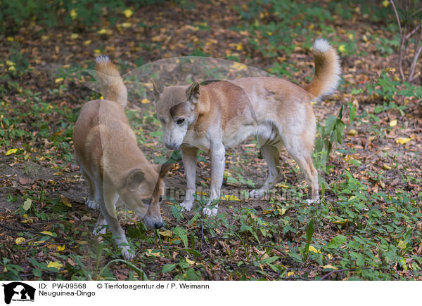 Neuguinea-Dingo / New Guinea Singing dog / PW-09568
