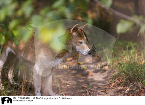 Neuguinea-Dingo / New Guinea Singing dog / PW-09570