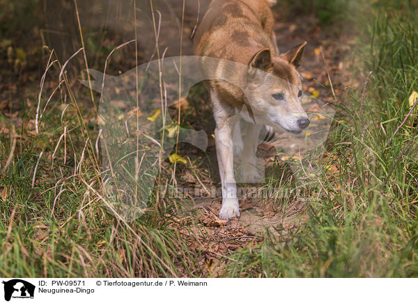 Neuguinea-Dingo / New Guinea Singing dog / PW-09571