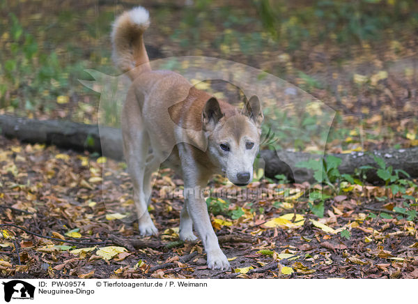 Neuguinea-Dingo / New Guinea Singing dog / PW-09574