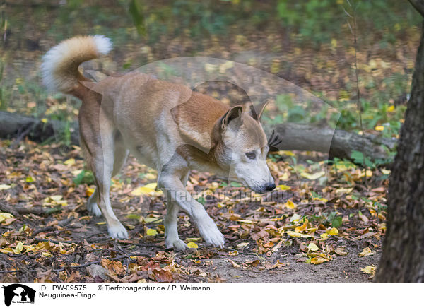 Neuguinea-Dingo / New Guinea Singing dog / PW-09575