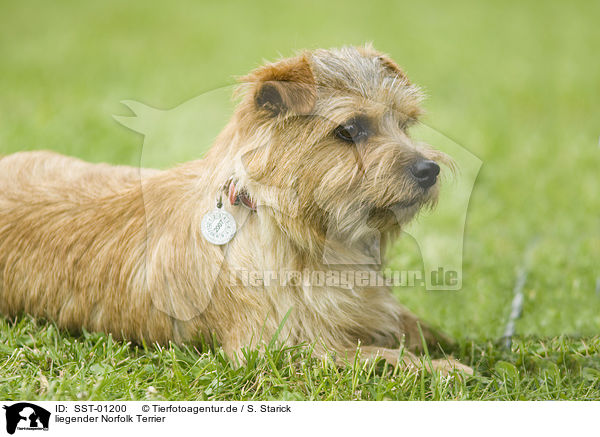 liegender Norfolk Terrier / lying Norfolk Terrier / SST-01200