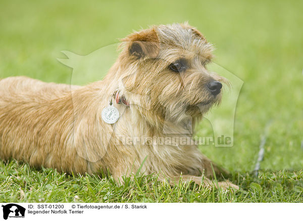 liegender Norfolk Terrier / SST-01200