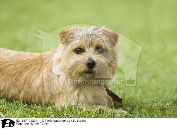 liegender Norfolk Terrier / SST-01201