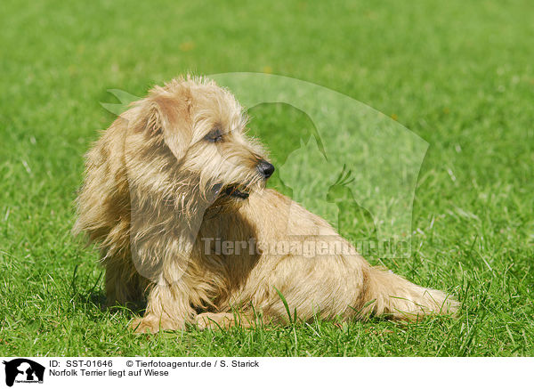 Norfolk Terrier liegt auf Wiese / lying Norfolk Terrier / SST-01646