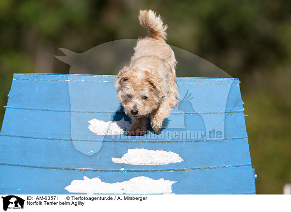 Norfolk Terrier beim Agility / Norfolk Terrier at agility / AM-03571