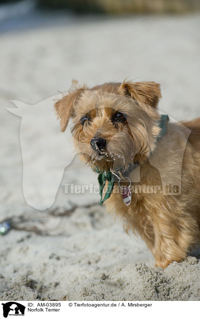 Norfolk Terrier / Norfolk Terrier / AM-03895