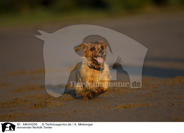 rennender Norfolk Terrier / running Norfolk Terrier / AM-04206