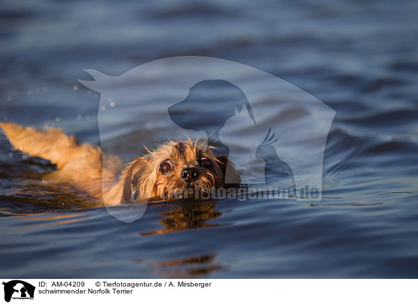 schwimmender Norfolk Terrier / swimming Norfolk Terrier / AM-04209