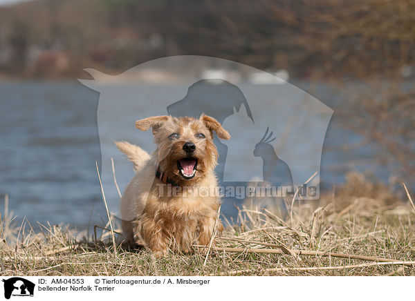 bellender Norfolk Terrier / AM-04553