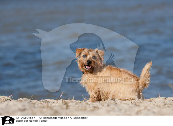 sitzender Norfolk Terrier / AM-04557