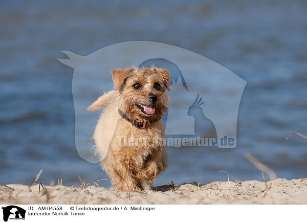 laufender Norfolk Terrier / AM-04558